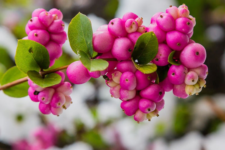 Coralberry Flower Seeds for Planting – Heirloom, Non-GMO, High Germination Organic Garden Seeds