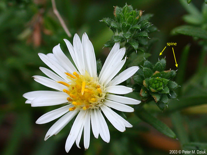 White Prairie Aster Flower Seeds for Planting – Heirloom Non-GMO, High Germination Organic Garden Seeds