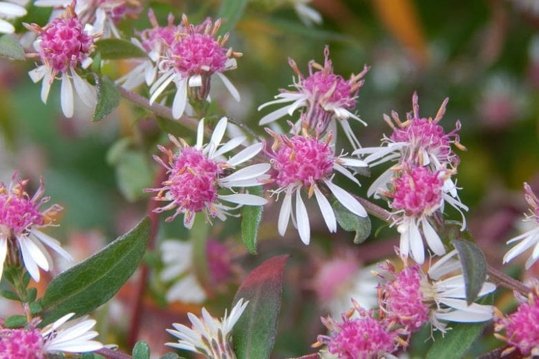Aster Lateriflorus Flower Seeds for Planting - Heirloom, Non-GMO, High Germination Organic Garden Seeds
