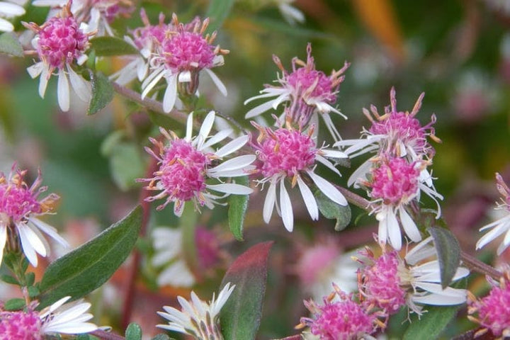 Aster Lateriflorus Flower Seeds for Planting - Heirloom, Non-GMO, High Germination Organic Garden Seeds