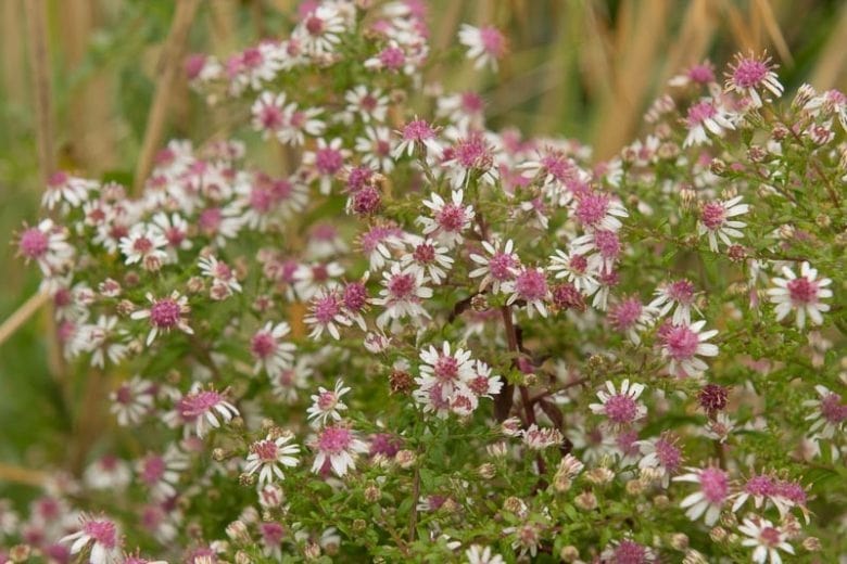 Aster Lateriflorus Flower Seeds for Planting - Heirloom, Non-GMO, High Germination Organic Garden Seeds