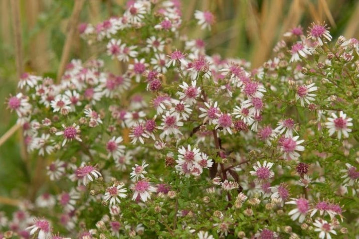 Aster Lateriflorus Flower Seeds for Planting - Heirloom, Non-GMO, High Germination Organic Garden Seeds