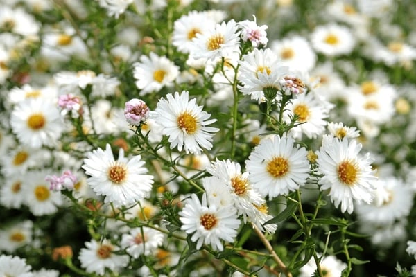 White Green Aster Flower Seeds for Planting | Heirloom Non-GMO High Germination Organic Garden Seeds