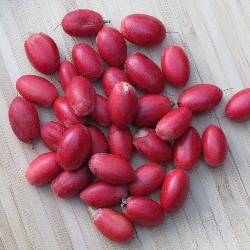 Dulcificum fruit seeds for planting – Heirloom & Non-GMO Garden seeds