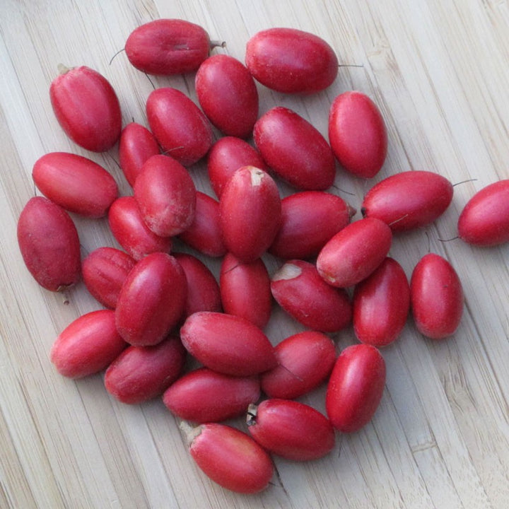 Dulcificum fruit seeds for planting – Heirloom & Non-GMO Garden seeds