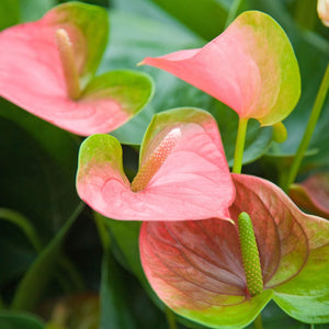 Flower Seeds, Seeds,Seeds For Planting,Plant Seeds