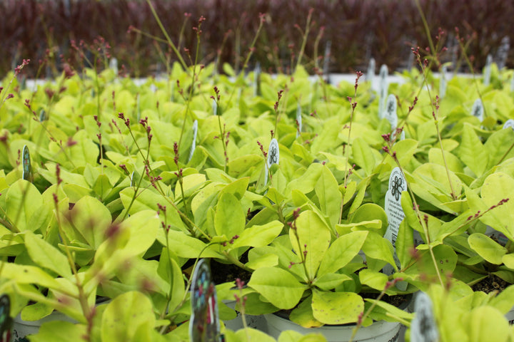 Green Limon Talinum Herb Seeds – Heirloom, Non-GMO Top Choice Seeds for Garden Planting