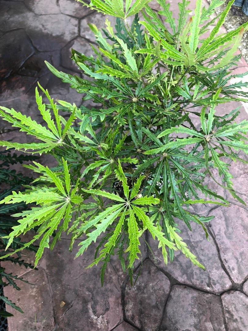 Green Dizygotheca Elegantissima Herb Seeds for Planting – Heirloom, Non-GMO, Organic Garden Seeds with High Germination