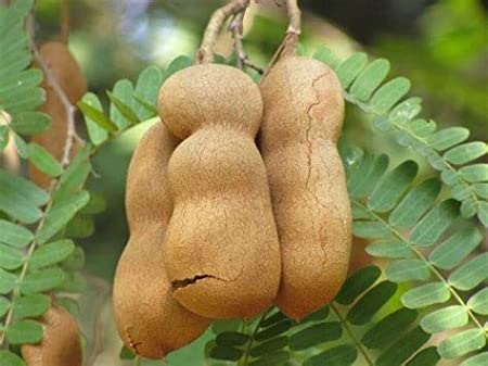 Tamarind Tree Herb Seeds for Planting – Heirloom, Non-GMO, Organic Garden Seeds with High Germination