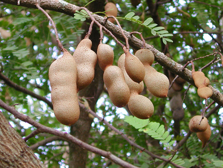 Green Tamarind Tree Herb Seeds – Heirloom, Non-GMO Seeds for Compact Garden Growth