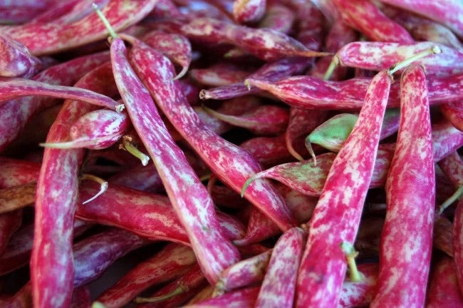 Dwarf Horticulture Bean Seeds – Heirloom Non-GMO Compact Bush Vegetable Seeds for Planting, Organic Garden Seeds