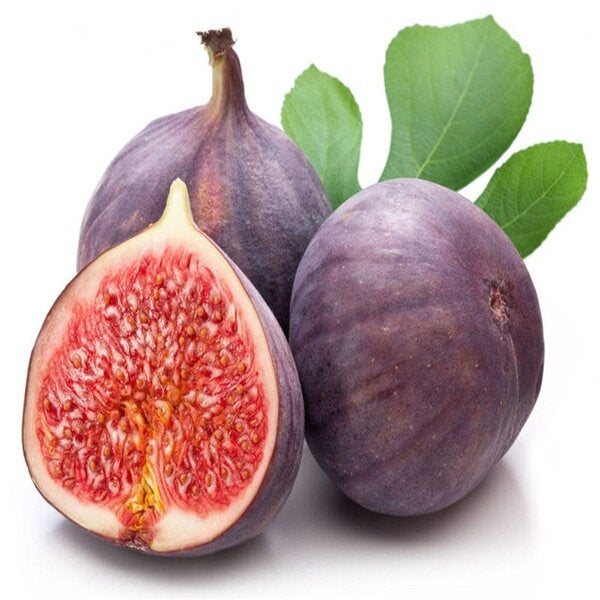 Maroon Ficus Carica Fruit Seeds for Planting – Heirloom Non-GMO Sweet Fig Tree High Germination Garden Seeds