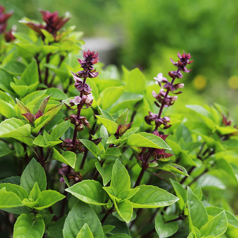 Lemon Basil Herb Seeds for Planting – Heirloom & Non-GMO Seeds for Fragrant Kitchen Gardens