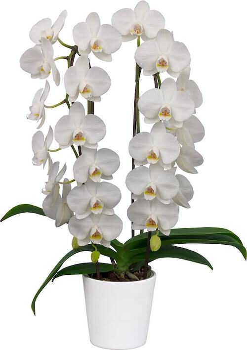White Phalaenopsis Orchid Flower seeds for Planting - Easy to Grow, Heirloom & GMO Free Seeds for Home Garden