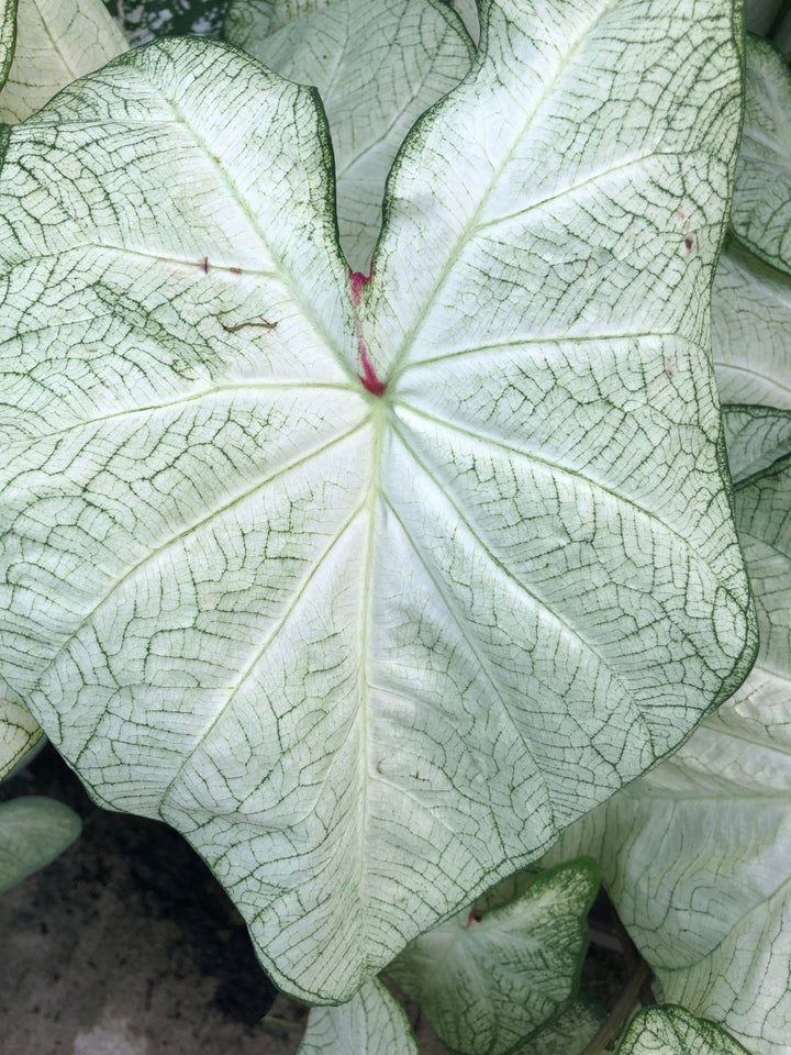 Teal Mix Caladium Flower seeds for Planting - Bright Blooms, Heirloom & GMO Free Seeds | Non-GMO, High Germination