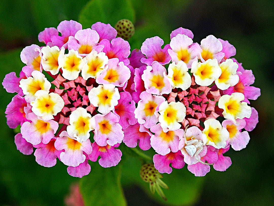 Lantana Flower Seeds for Planting – Heirloom, Non-GMO, High Germination, Pollinator Friendly