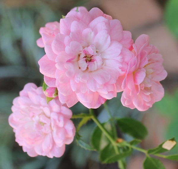 Light Pink Polyantha Rose Flower Seeds for Planting – Heirloom Non-GMO, High Germination Organic Garden Seeds