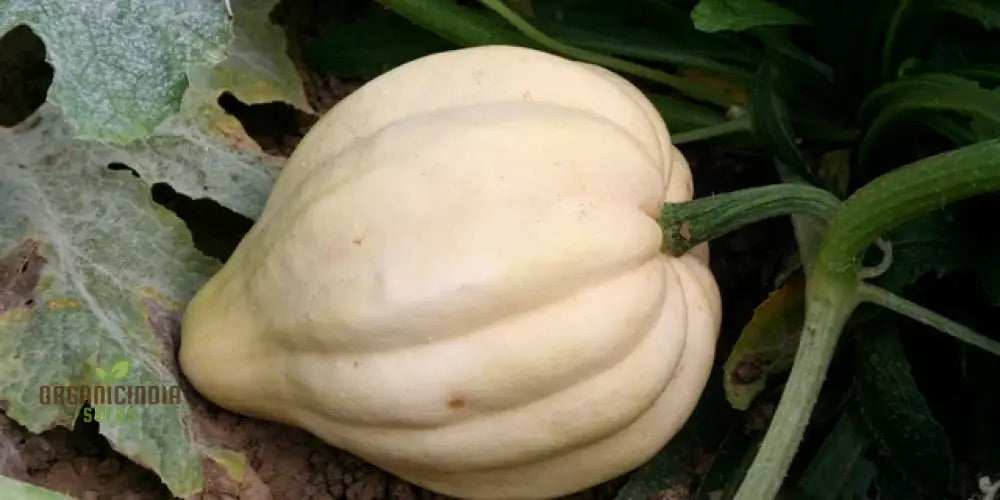 Squash Seeds for Planting – Heirloom, Non-GMO, Nutritious Vegetable Seeds for Home Garden – High Germination