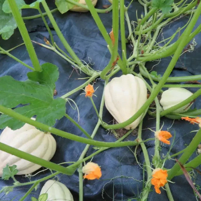 Squash Seeds for Planting – Heirloom, Non-GMO, Nutritious Vegetable Seeds for Home Garden – High Germination