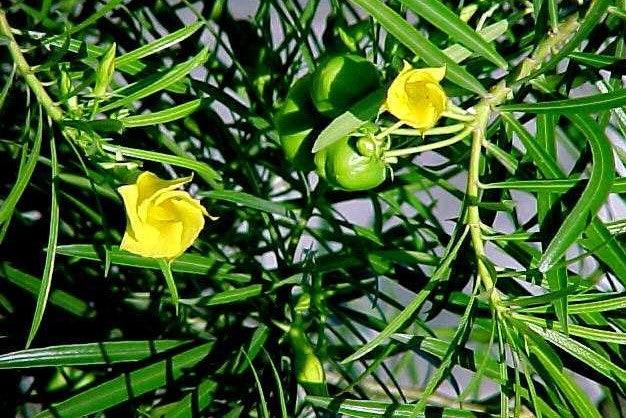 Thevetia Neriifolia Flower Seeds for Planting – Heirloom Non-GMO, High Germination Organic Garden Seeds