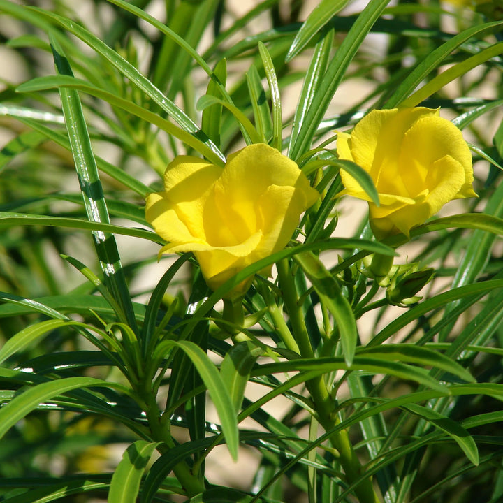 Thevetia Neriifolia Flower Seeds for Planting – Heirloom Non-GMO, High Germination Organic Garden Seeds