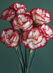 White Red Carnation Flower Seeds for Planting – Garden Favorite, Heirloom, Non-GMO Home Garden