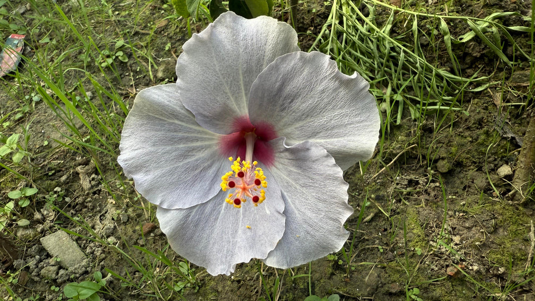Light Grey Higanbana Flower seeds for Planting – Vibrant Colors, Heirloom &amp; Non-GMO Home Garden