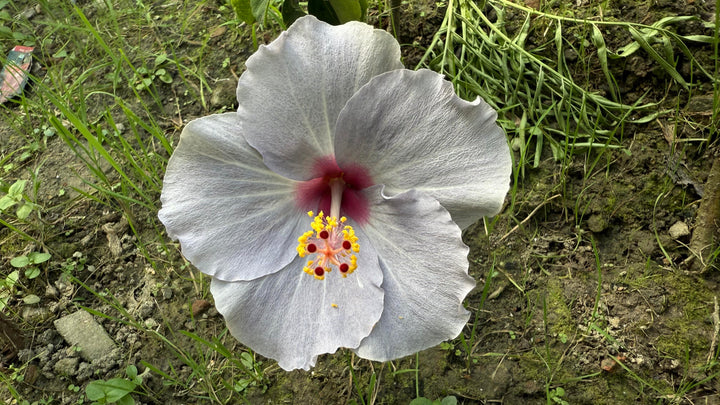 Light Grey Higanbana Flower seeds for Planting – Vibrant Colors, Heirloom &amp; Non-GMO Home Garden