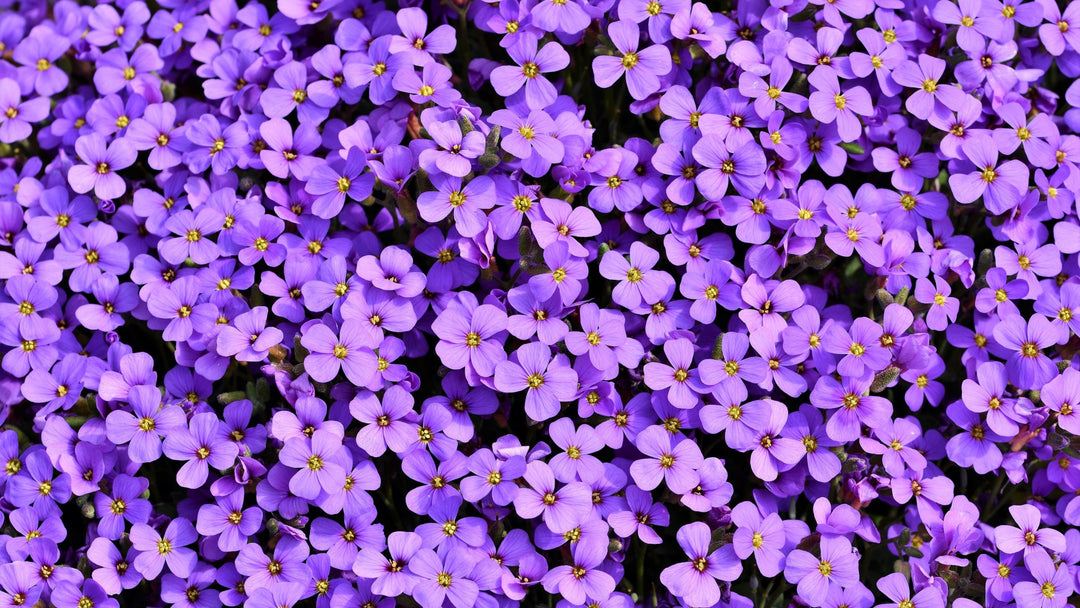 Light Violet Mini Violet Flower Seeds for Planting – Low Maintenance, Heirloom, Non-GMO, High Germination Organic Garden Seeds
