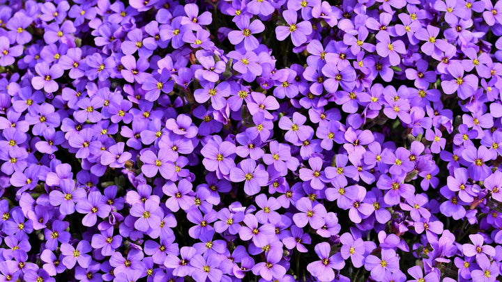 Light Violet Mini Violet Flower Seeds for Planting – Low Maintenance, Heirloom, Non-GMO, High Germination Organic Garden Seeds