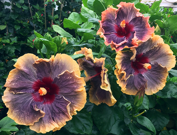 Black Rainbow Hibiscus Flower Seeds – Heirloom, Non-GMO, High Germination Organic Garden Seeds for Planting