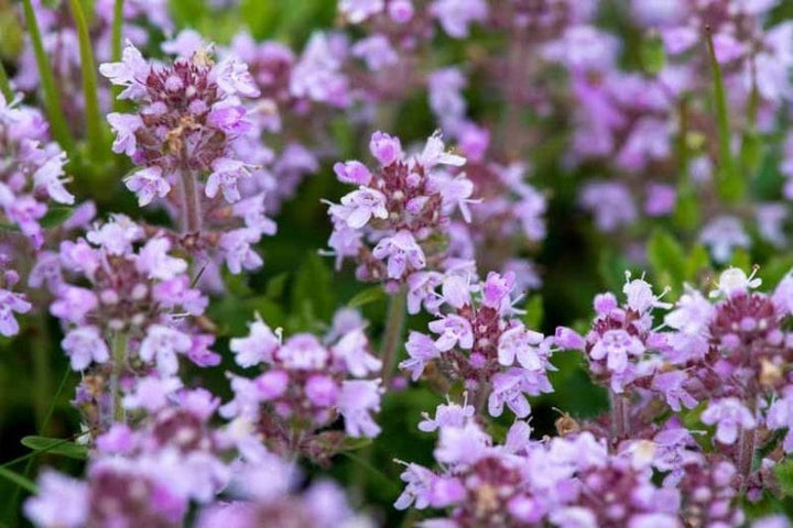 Thymus Serpyllum Flower Seeds for Planting – Heirloom, Non-GMO, High Germination