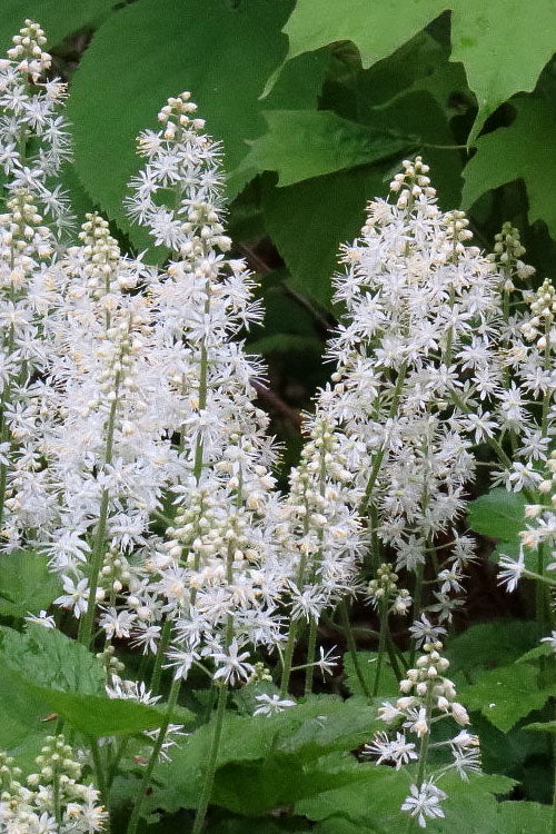 White Tiarella Foam Flower Seeds for Planting – Heirloom Non-GMO, High Germination Organic Garden Seeds