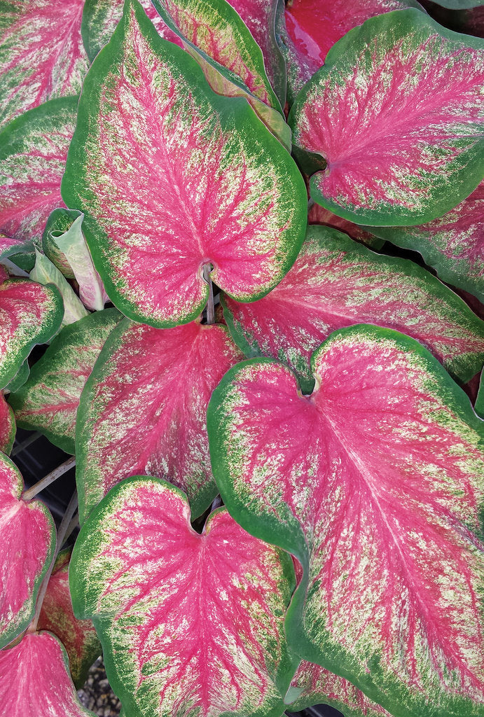 Caladium Leaf Flower Seeds for Planting – Heirloom, Non-GMO, High Germination Cottage Garden Seeds