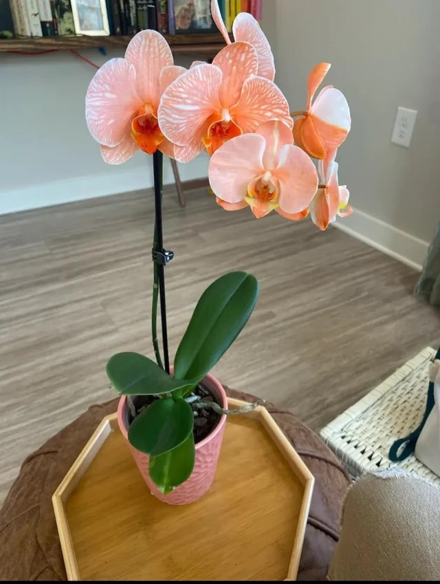 Light Orange Phalaenopsis Orchid Flower Seeds for Planting – Heirloom, Non-GMO, Premium Quality, High Germination