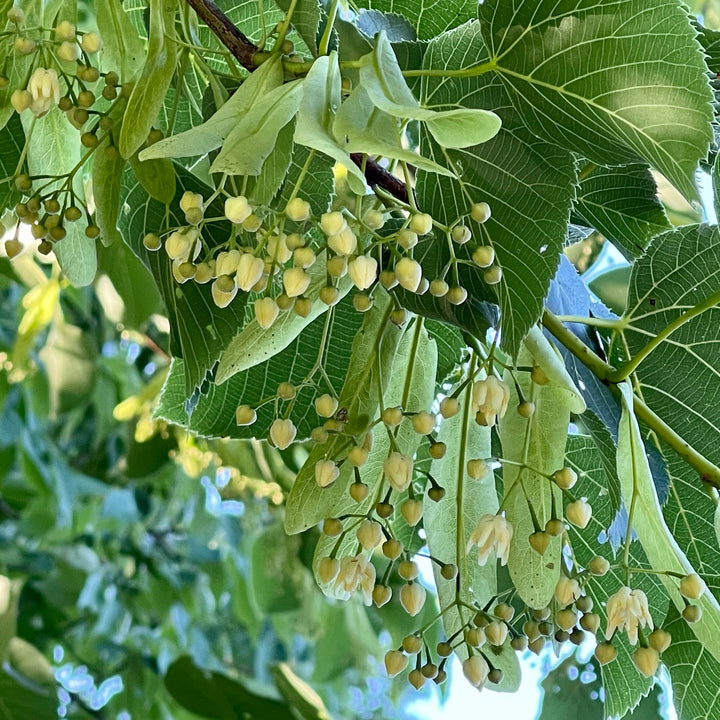 American Basswood Tree Seeds for Planting – Heirloom, Non-GMO, Long Bloom, High Germination Garden Seeds