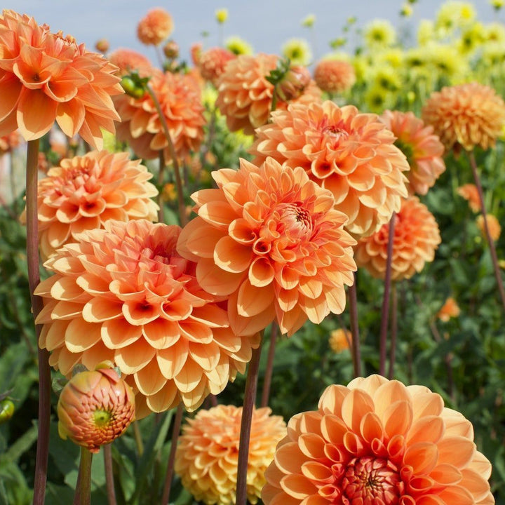 Flower Seeds, Seeds,Seeds For Planting,Plant Seeds