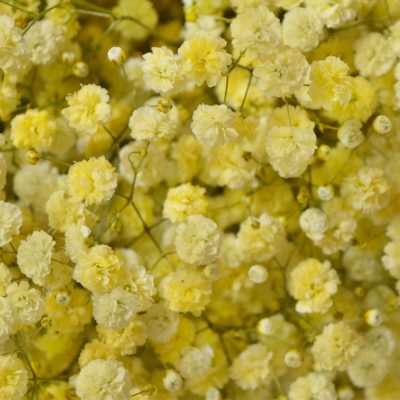 Light Yellow Gypsophila Paniculata Seeds for Planting – Heirloom, Non-GMO, High Germination Organic Garden Seeds