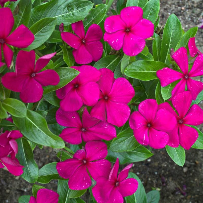 Dark Pink Vinca Flower Seeds for Planting – Heirloom, Non-GMO, High Germination Organic Garden Seeds