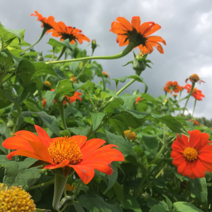 Flower Seeds, Seeds,Seeds For Planting,Plant Seeds