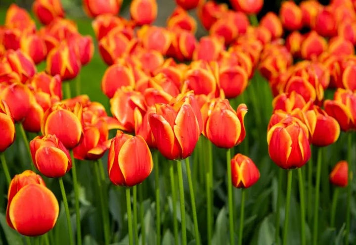 Orange Red Tulip Flower Seeds for Planting – Heirloom Non-GMO Organic Garden Seeds – Bright Blooms, High Germination