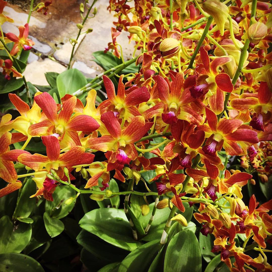 Flower Seeds, Seeds,Seeds For Planting,Plant Seeds