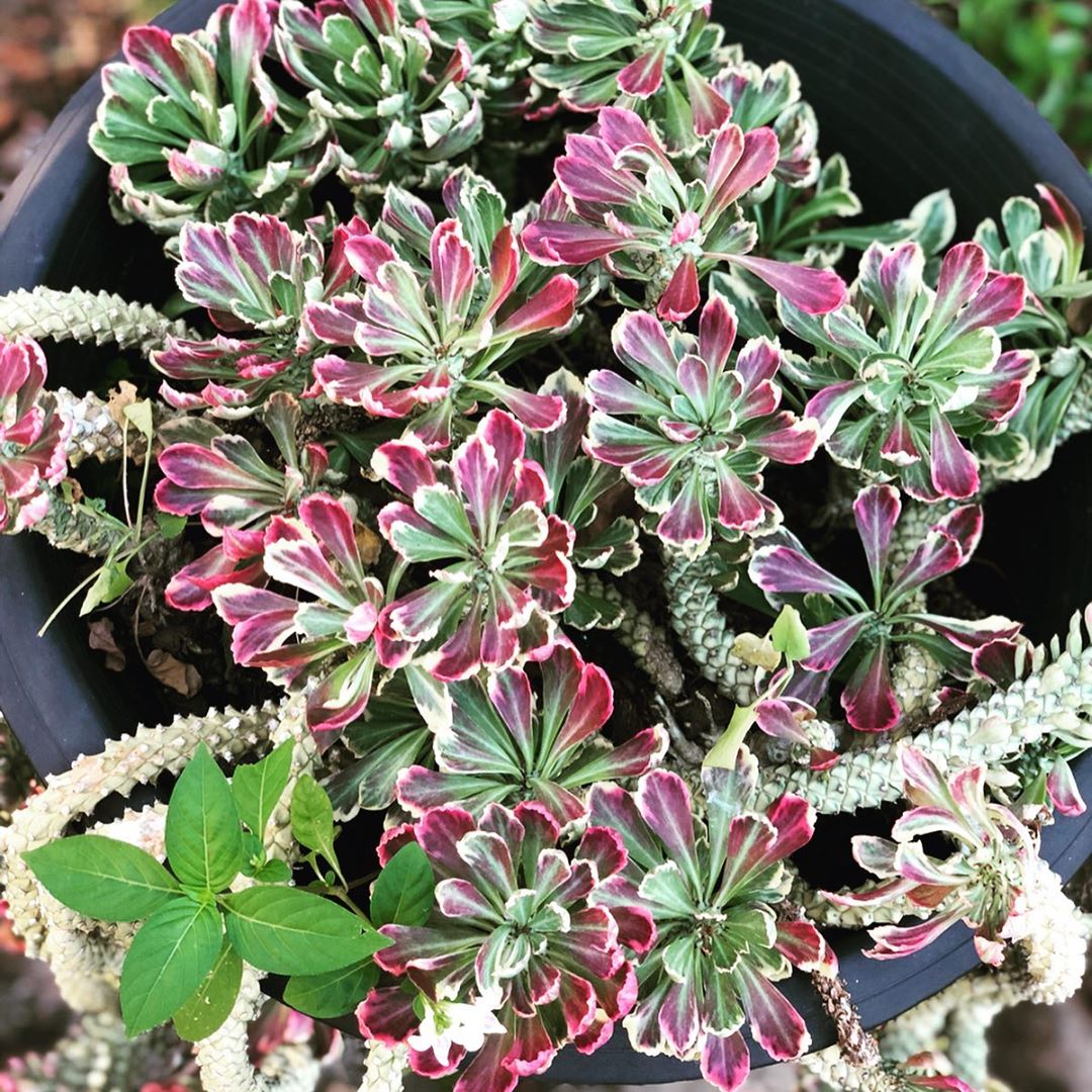 Monadenium Flower Seeds for Planting – Heirloom Non-GMO, High Germination Organic Garden Seeds