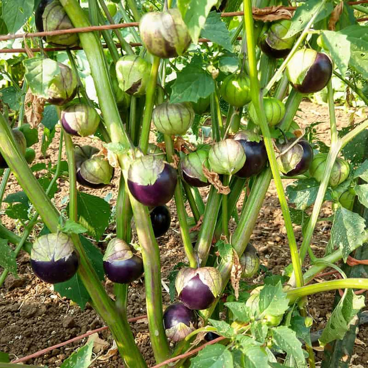 Purple Tomatillo flower seeds for planting - Heirloom & Non-GMO Garden Seeds