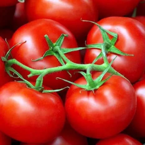 Heirloom Square Round Tomato (Summer Variety) Seeds for Planting – High-Yield Vegetable Seeds, Heirloom & Non-GMO Variety