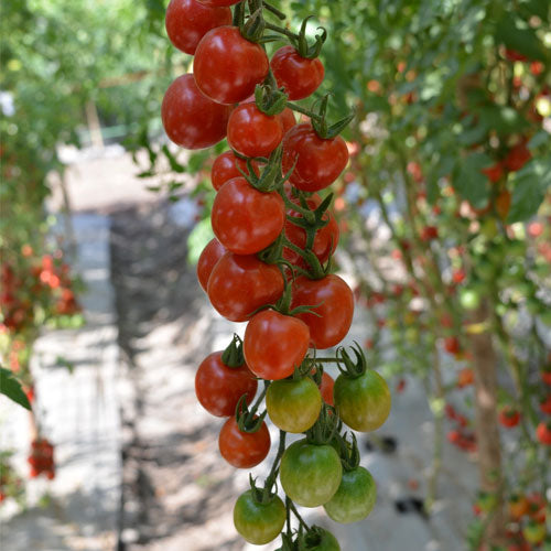 Birdie Rouge Red Cherry Tomato Seeds – Heirloom Non-GMO Sweet Mini Vegetable Seeds for Planting, Organic Garden Seeds