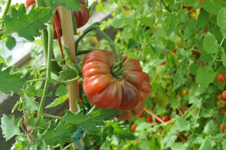 Purple Calabash Tomato Seeds – Heirloom Non-GMO Rich Heirloom Vegetable Seeds for Planting