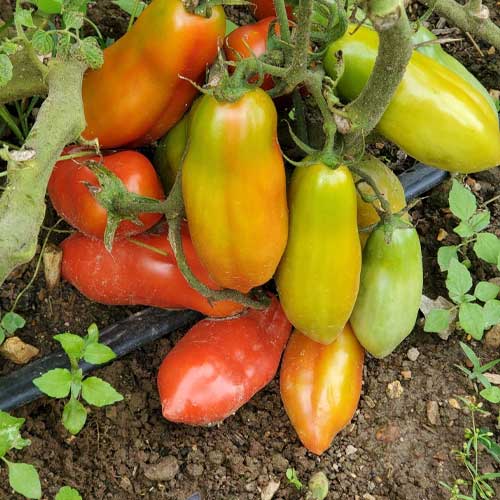 San Marzano Tomato Seeds – Heirloom Non‑GMO Classic Italian Vegetable Seeds for Planting, Organic Garden Seeds
