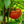 Zac Tomato Vegetable Seeds for Planting – Heirloom & Non-GMO Garden Seeds