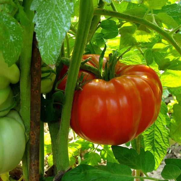 Zac Tomato Vegetable Seeds for Planting – Heirloom & Non-GMO Garden Seeds
